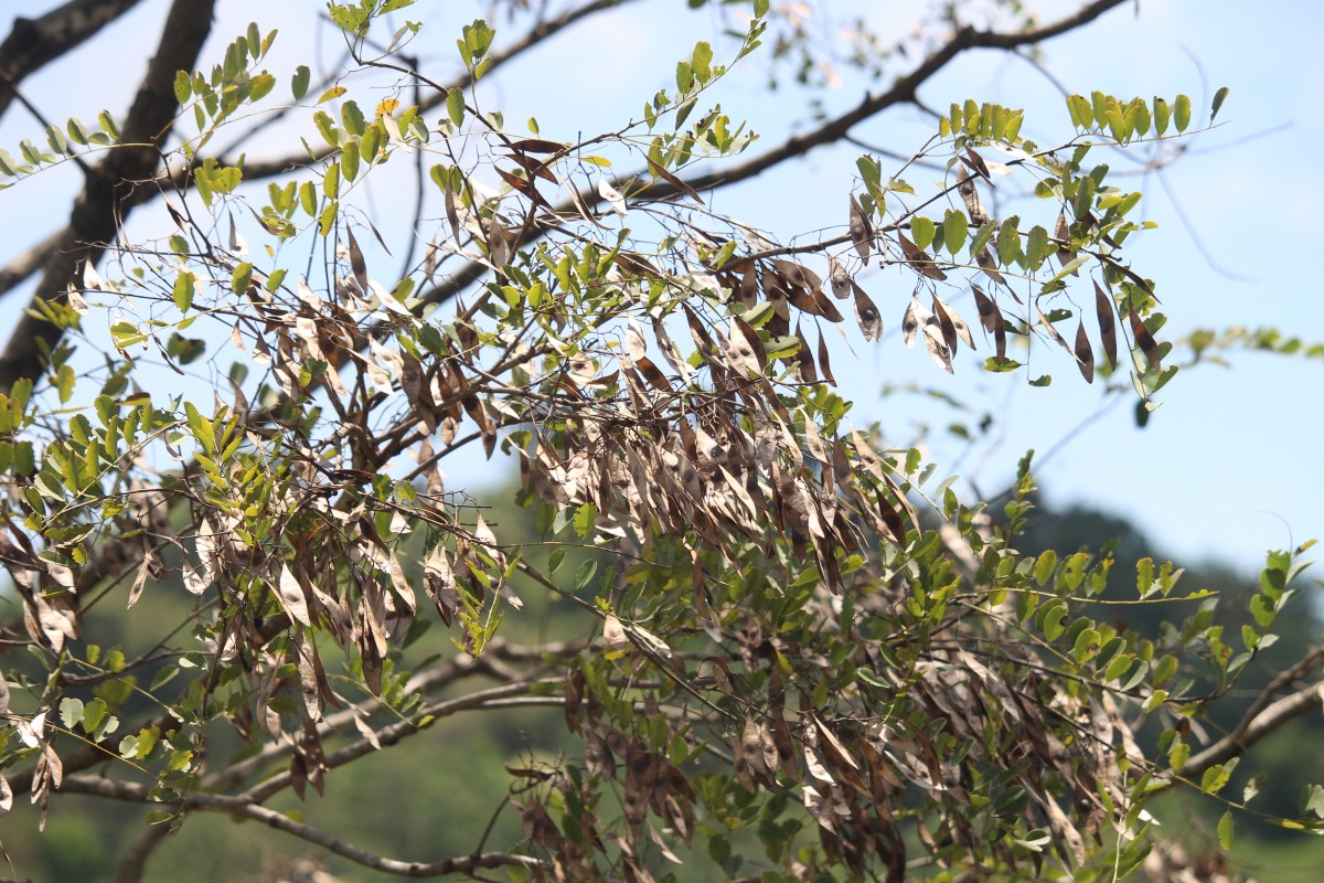 Dalbergia lanceolaria L.f.